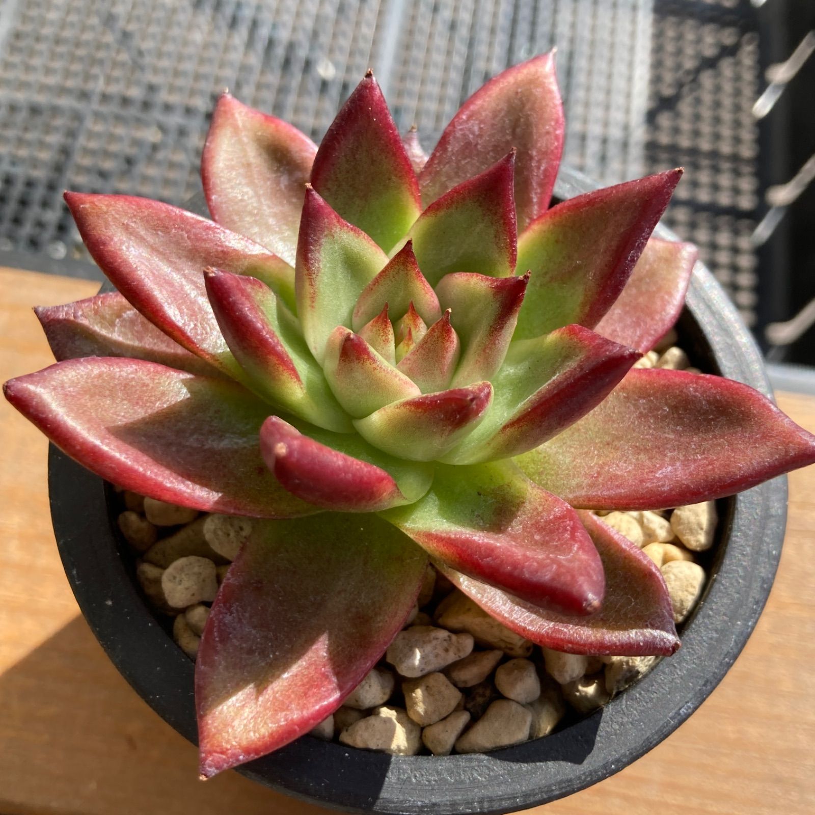 新価格26苗!特別セット①】ポコ多肉植物の韓国苗エケべリア 新価格26苗!特別セット①】ポコ多肉植物の韓国苗エケべリア