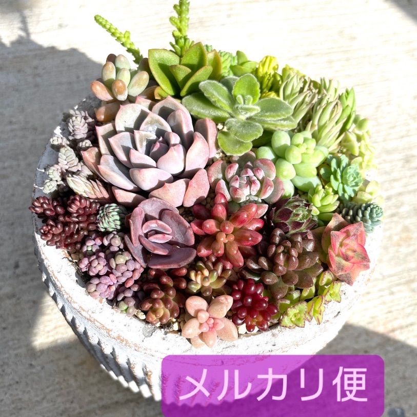 ☆メルカリ便発送☆多肉植物寄せ植えセット☆カット苗詰め合わせ