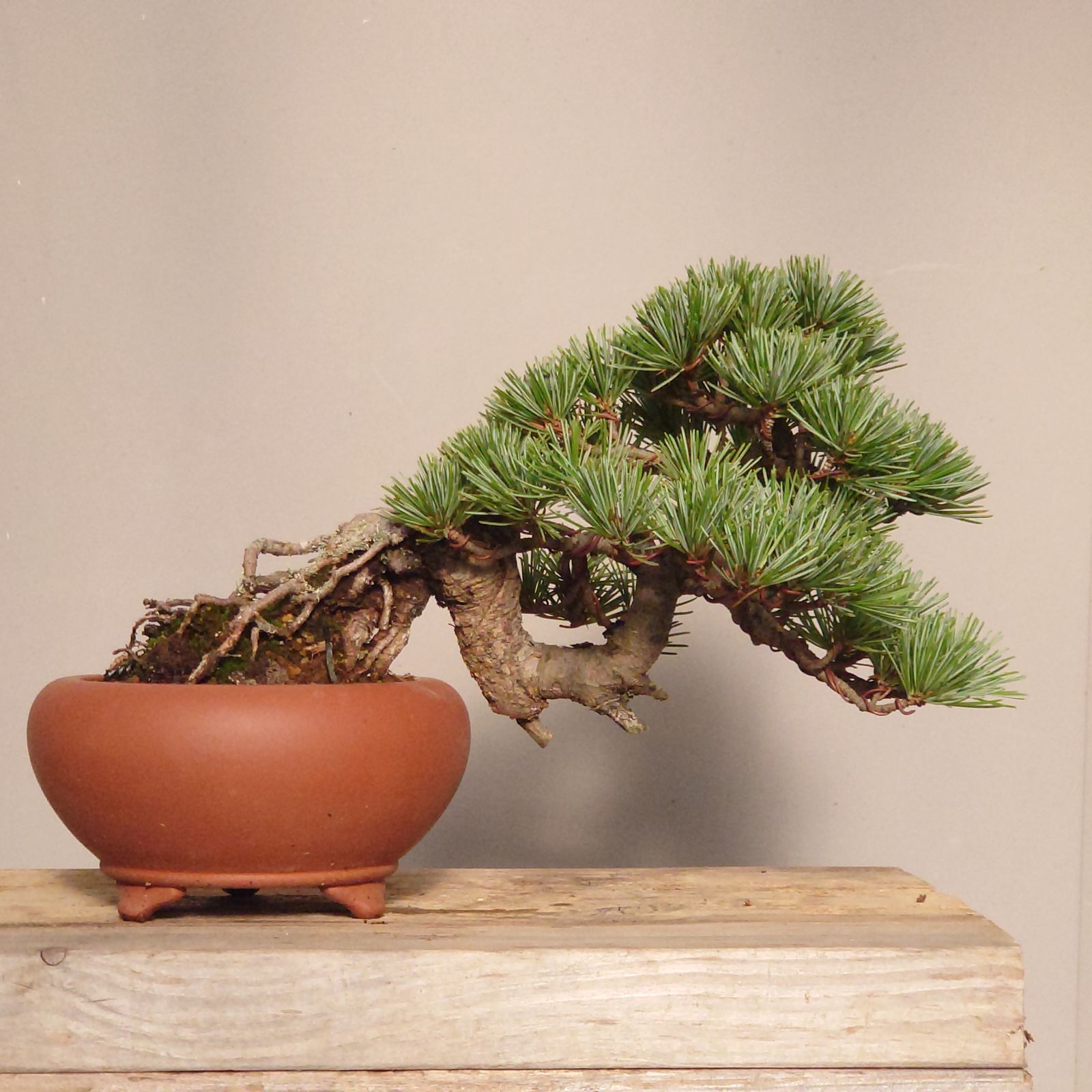 五葉松　[半懸崖]　小品盆栽 大特価！小品盆栽 五葉松 半懸崖 極太