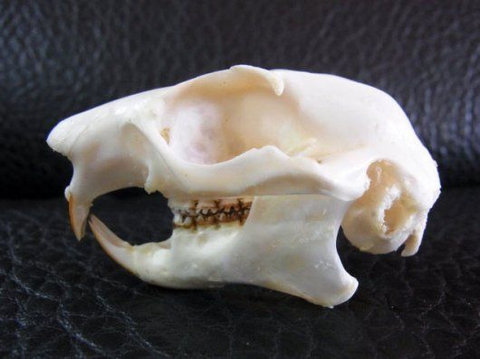 ムササビ flying squirrele 頭骨 - メルカリ