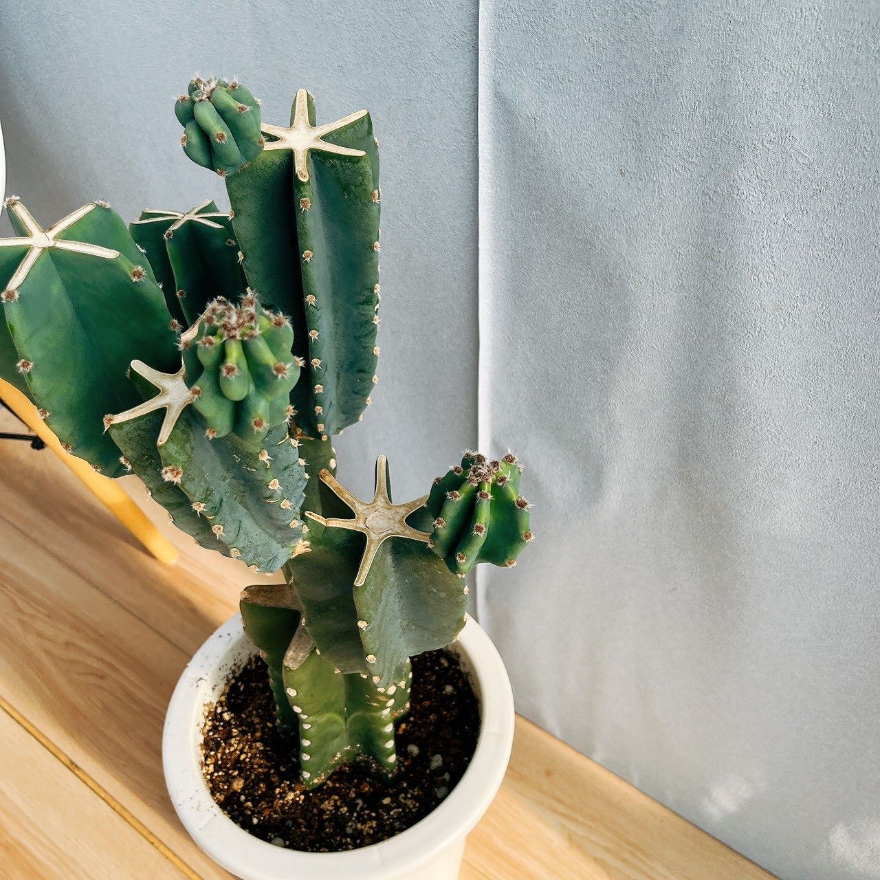 ［現品］7番　柱サボテン　鬼面角 ブランチ　8号　観葉植物　室内　おしゃれ 現品］7番 柱サボテン 鬼面角 ブランチ 8号 観葉植物 室内