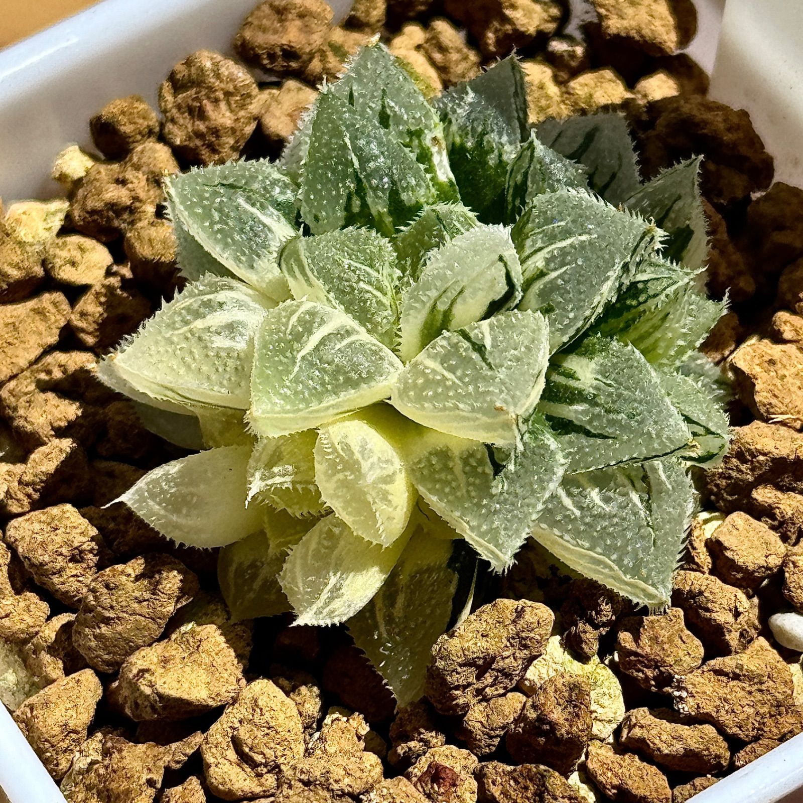 *. 氷鳳鸞 *. ハオルシア * ハオルチア * 多肉植物 * 氷鳳鸞 *. ハオルシア * ハオルチア * 多肉植物 * ハオルチア 氷灯