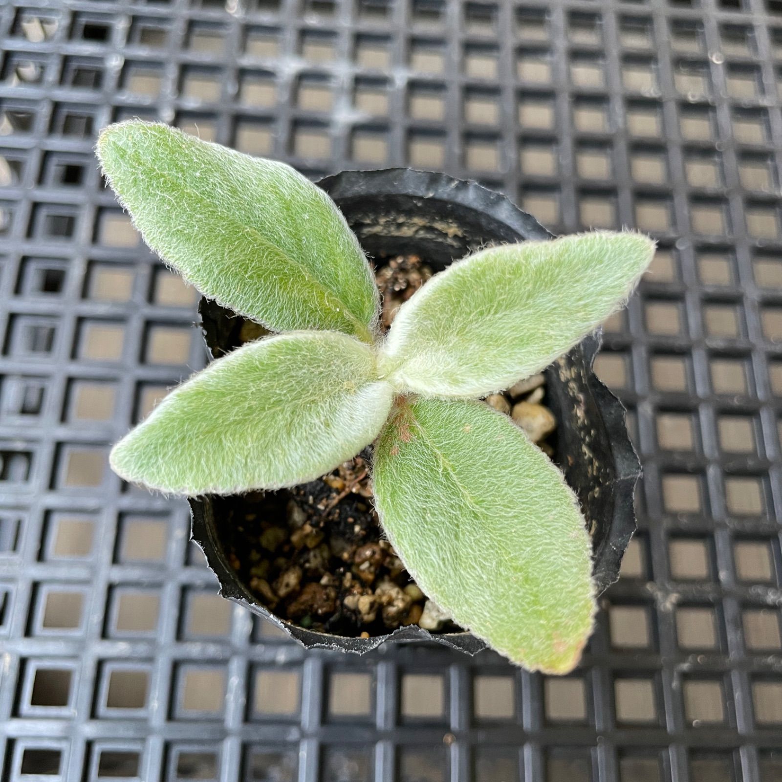 4断崖の女王 塊根植物 実生苗 抜き苗-