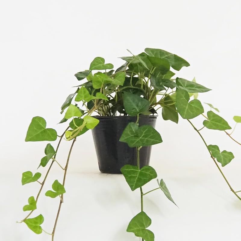 ＩＴＡＮＳＥ ヘデラ サーク ハートヘデラ 3号 6個セット 品種で選べる観葉植物 学名 Hedera helix Sark ウコギ科 別名 アイビー セイヨウキヅタ フユヅタ 冬蔦 英名 Heart Ivy●葉は5裂片に分かれており 比較