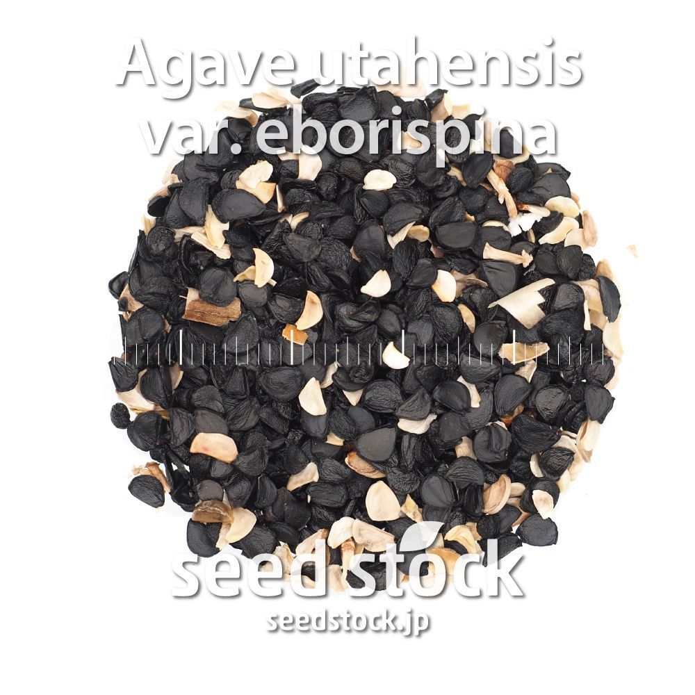 アガベアガベの種 Agave utahensis v eborispina 100粒 - www.sieg