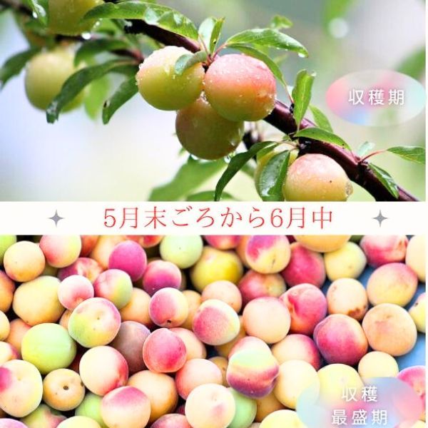 うめぼし