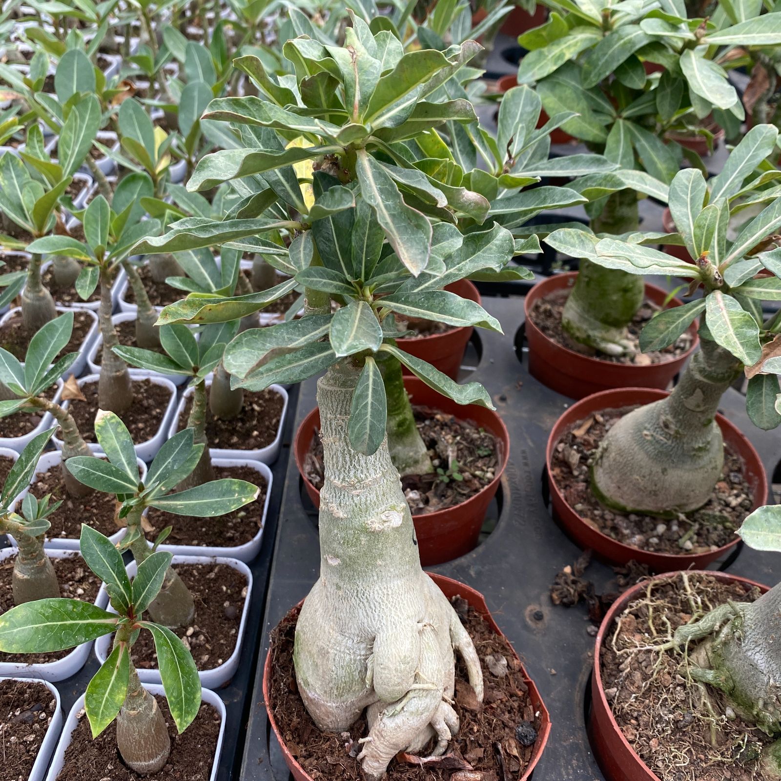 K*K様 アデニウム（Aラベル）　大株　塊根植物　砂漠のバラ　多肉植物 K*K様 アデニウム（Aラベル） 大株 塊根植物 砂漠のバラ 多肉