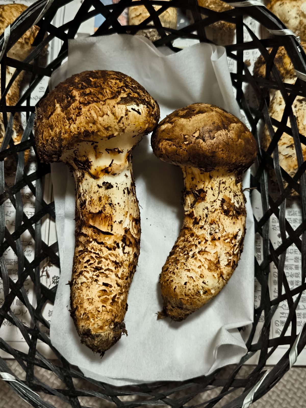 岩手県産 松茸 (田老、岩泉) 530g 19日16:30 開き 訳あり 西ちゃん