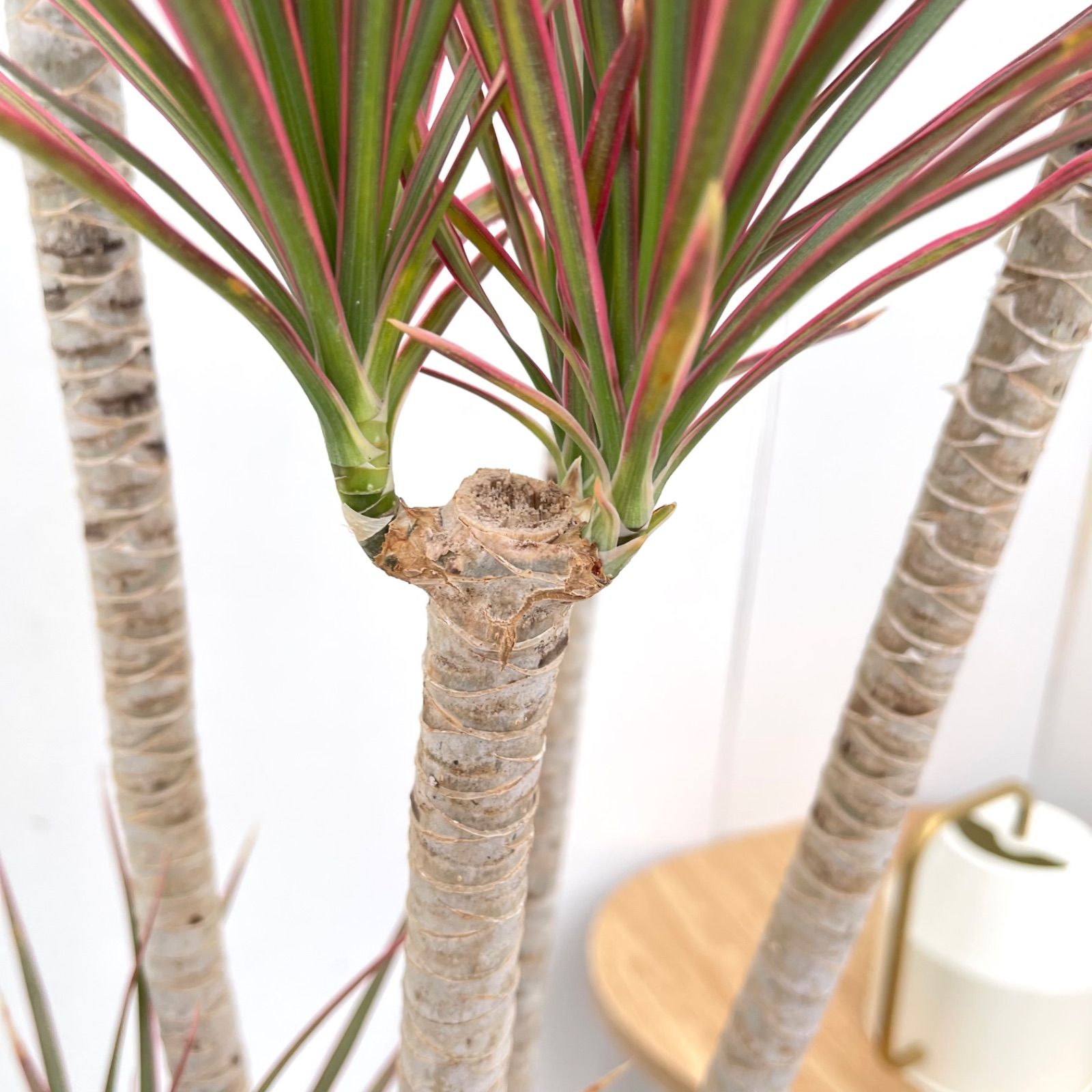 ドラセナ コンシンネ レインボー【現品】観葉植物 室内 大型 - メルカリ