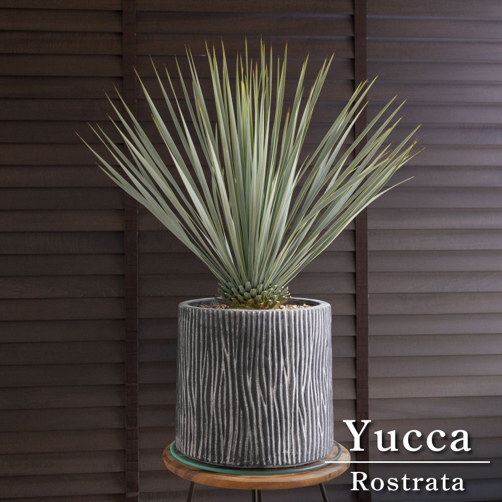 ユッカ ロストラータ 黒鉢 パンダーページ ユッカ ロストラータ 黒鉢