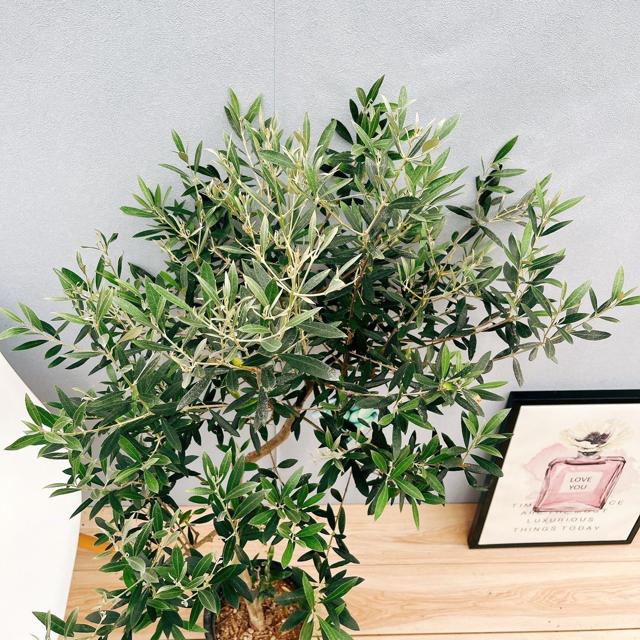 屋外 souju