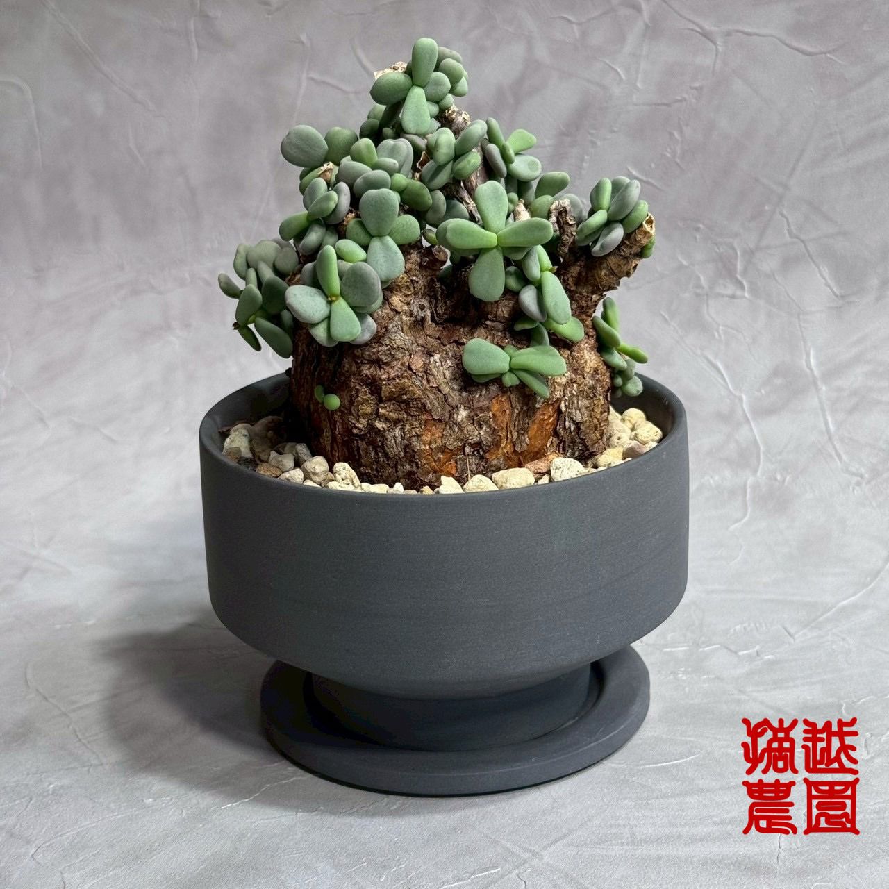 pygmaea|Portulacaria