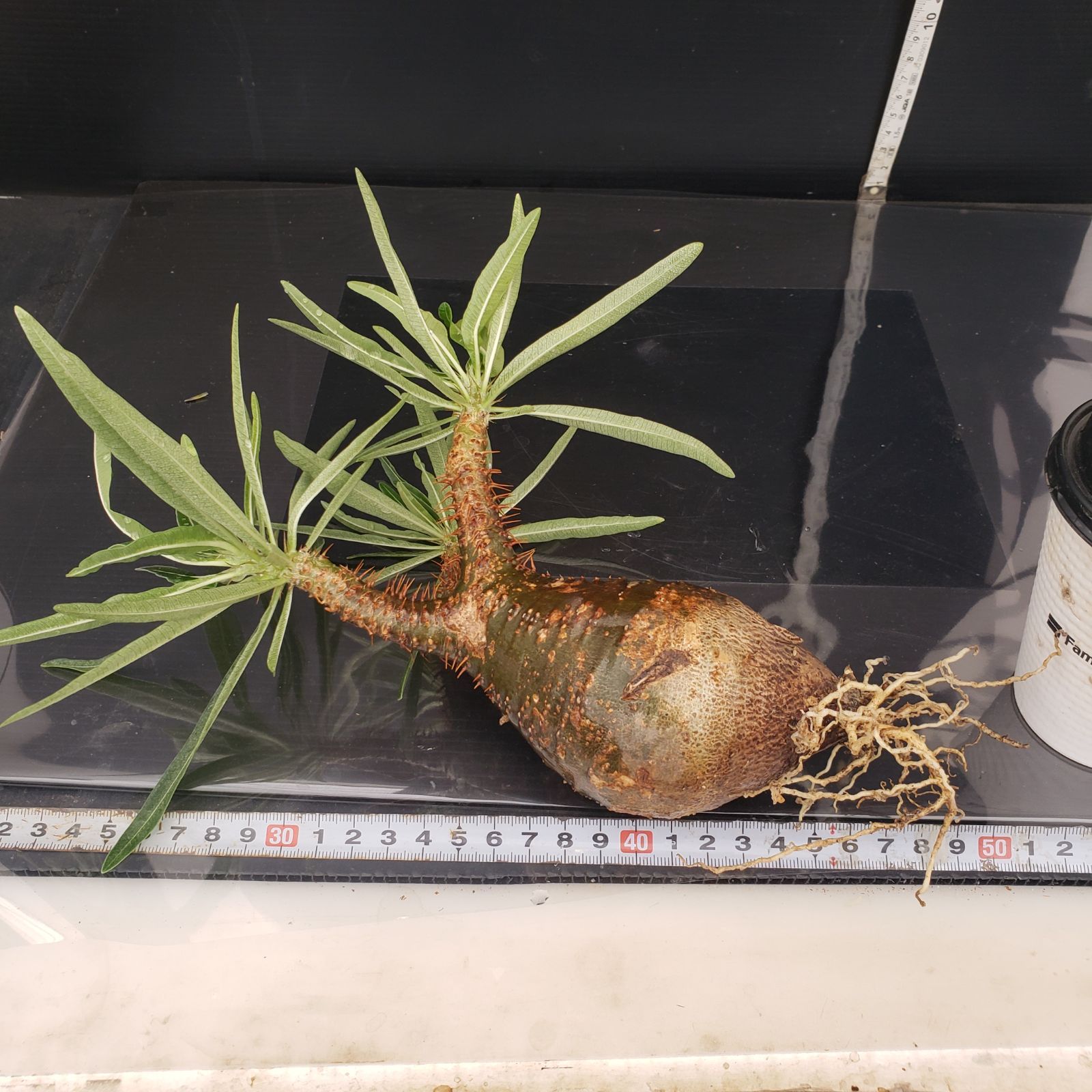 パキポディウム  グラキリス 選抜株① イ4119 「現地株」パキポディウム グラキリス S 抜き苗【最新