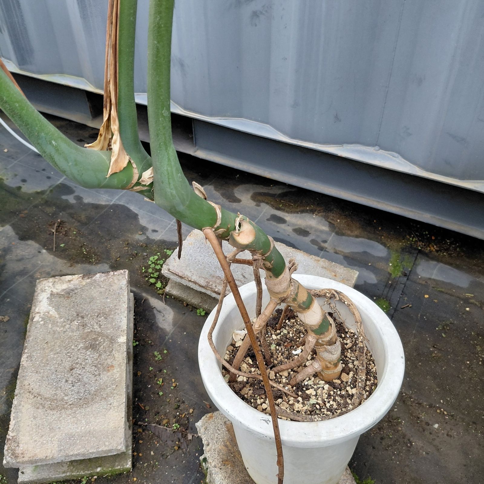 現品モンステラ 根上がり || デリシオーサ || 8号鉢 YUZUMIYA_COM