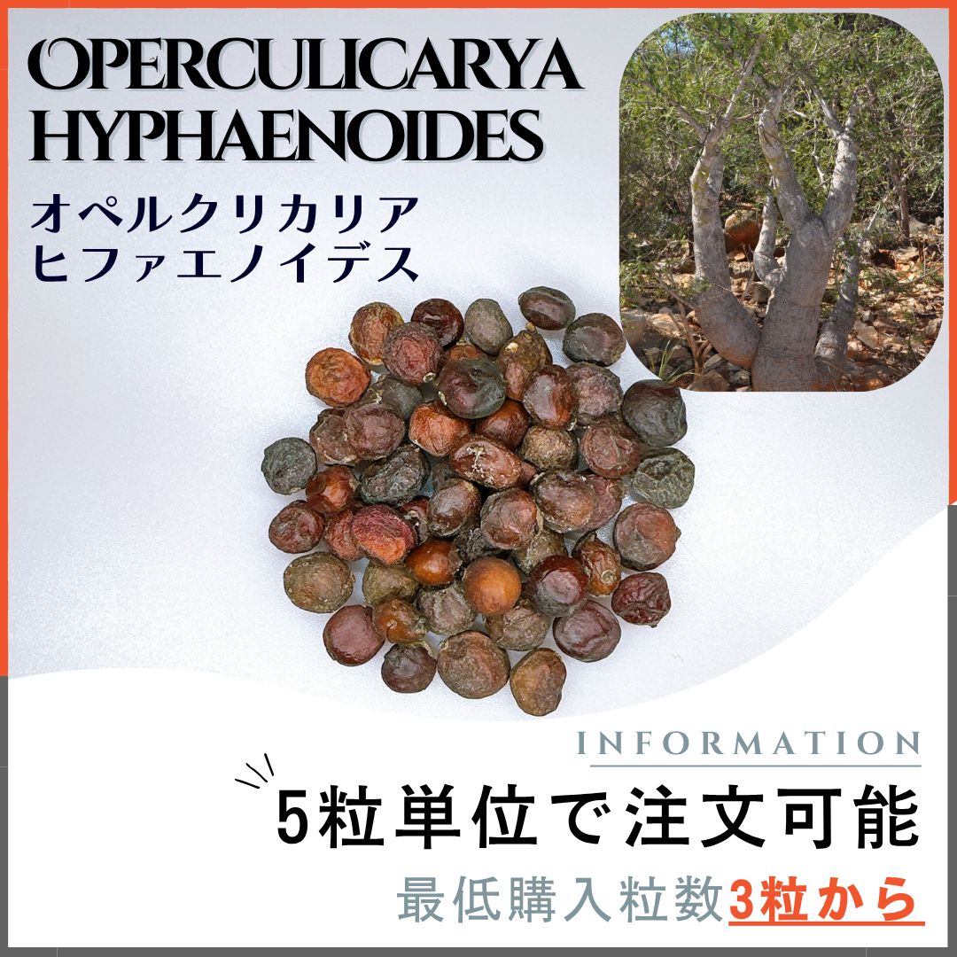 種子】オペルクリカリア ヒファエノイデス / セット割あり数量3粒から