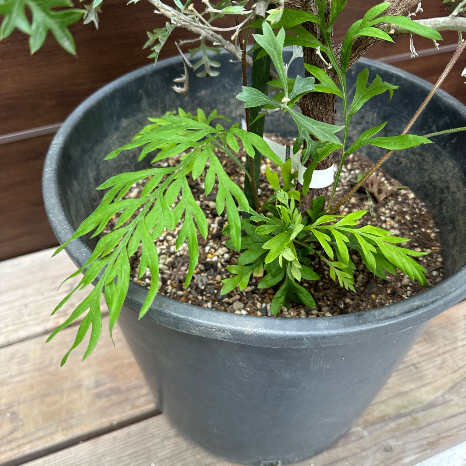 ④グレビレア ロック ウィリシー 原種 10号 大株 支柱付き 希少