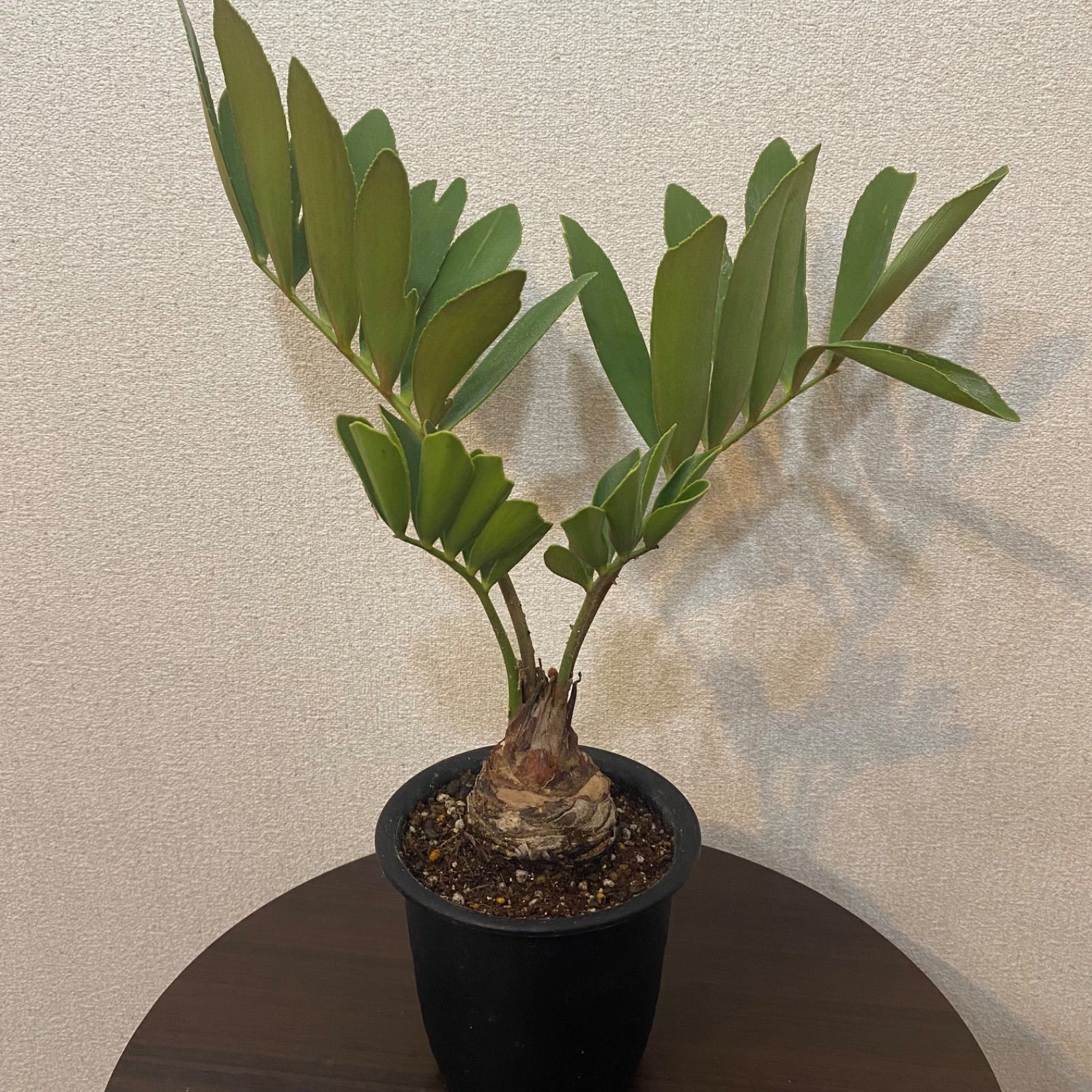 ザミア メキシコソテツ 蘇鉄 観葉植物 - メルカリ