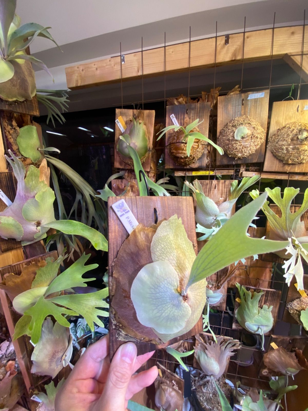 P.Mickey Rainbow（OC）ミッキーレインボー ビカクシダ - メルカリ