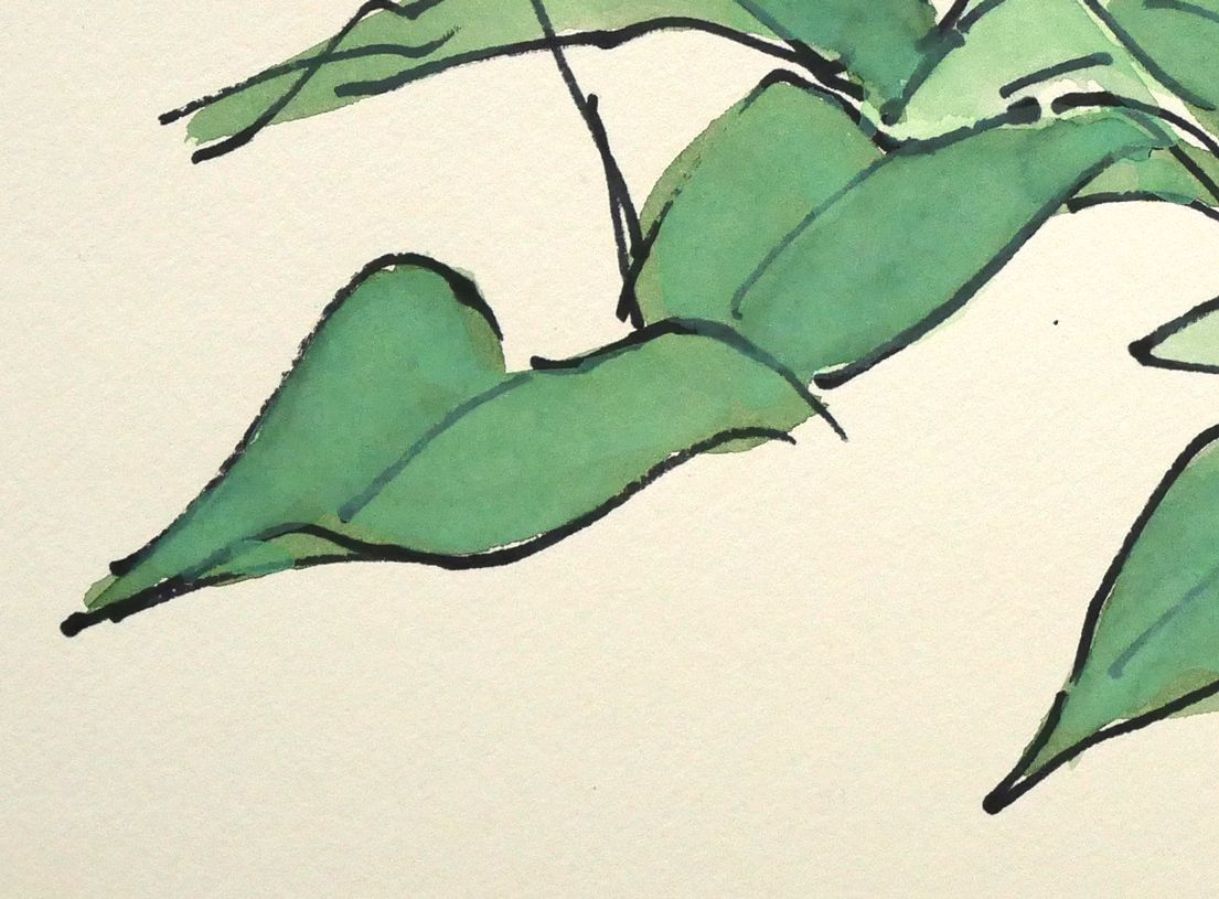 坂本 直行「かたくり」水彩画・SM 六花亭包装紙 北大山岳部OB
