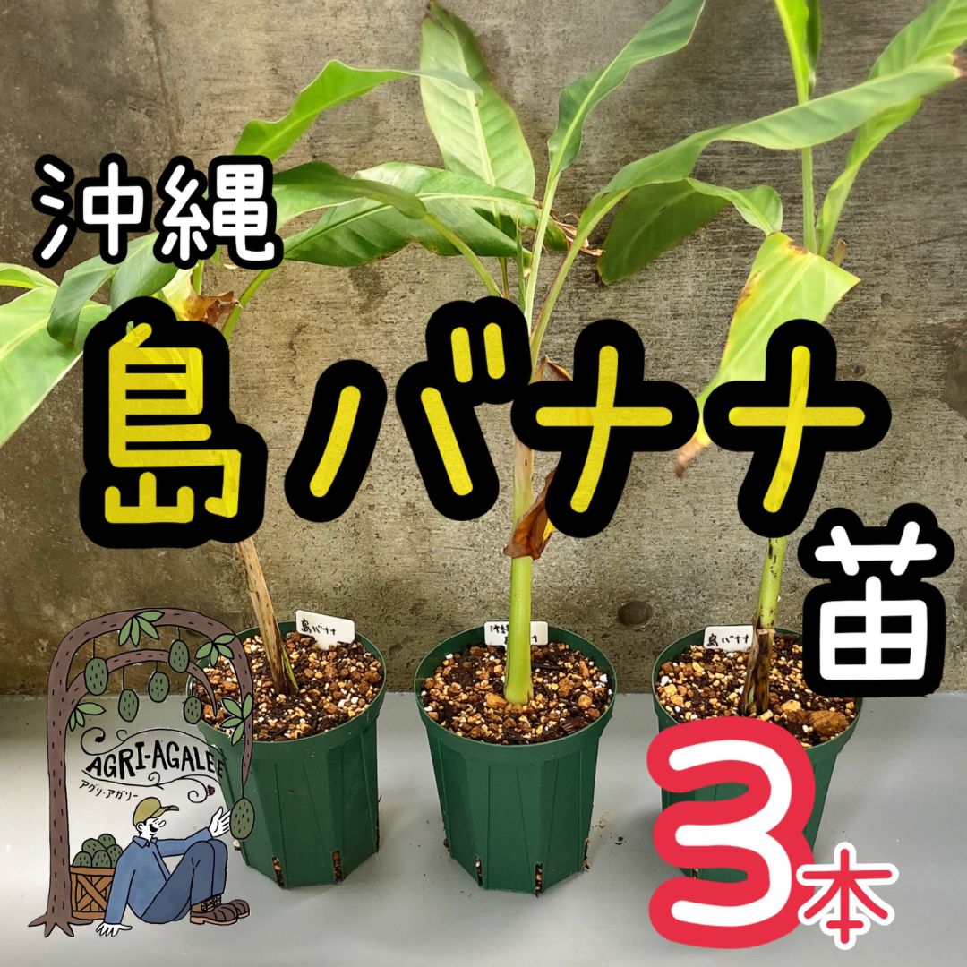 220cm、バナナ苗=ドワーフ・ブラジルアップル。早期収穫用◇心躍る濃厚