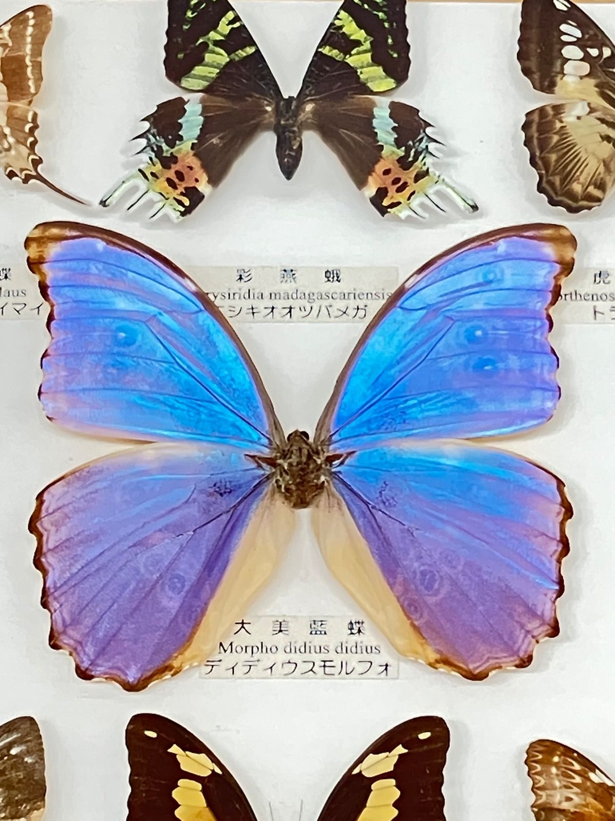 ツマベヤマキチョウ