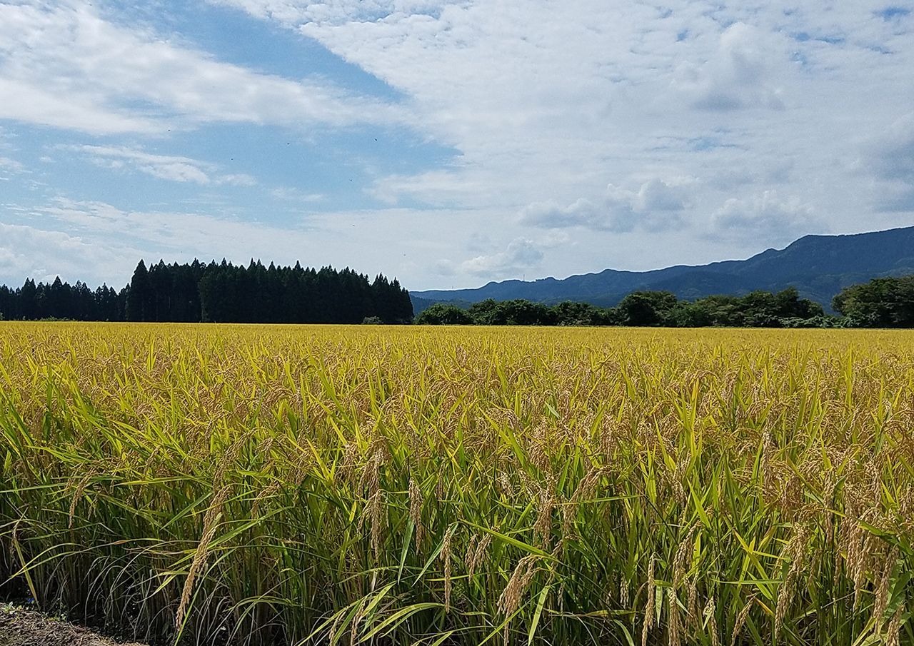 秋田市産ひとめぼれ5キロ・秋田県仙北産あきたこまち特栽米2キロセット-4