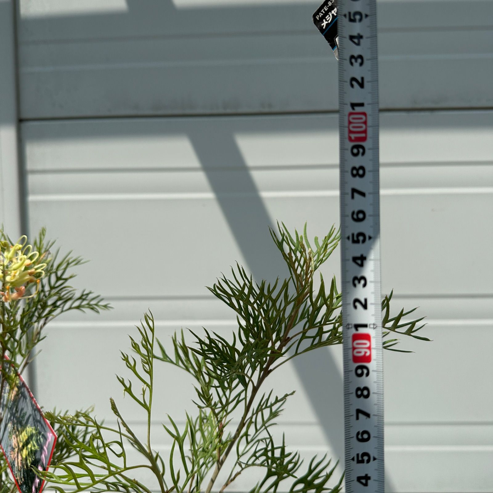 グレビレア ピーチアンドクリーム 大株 2 グレビレア ピーチアンド