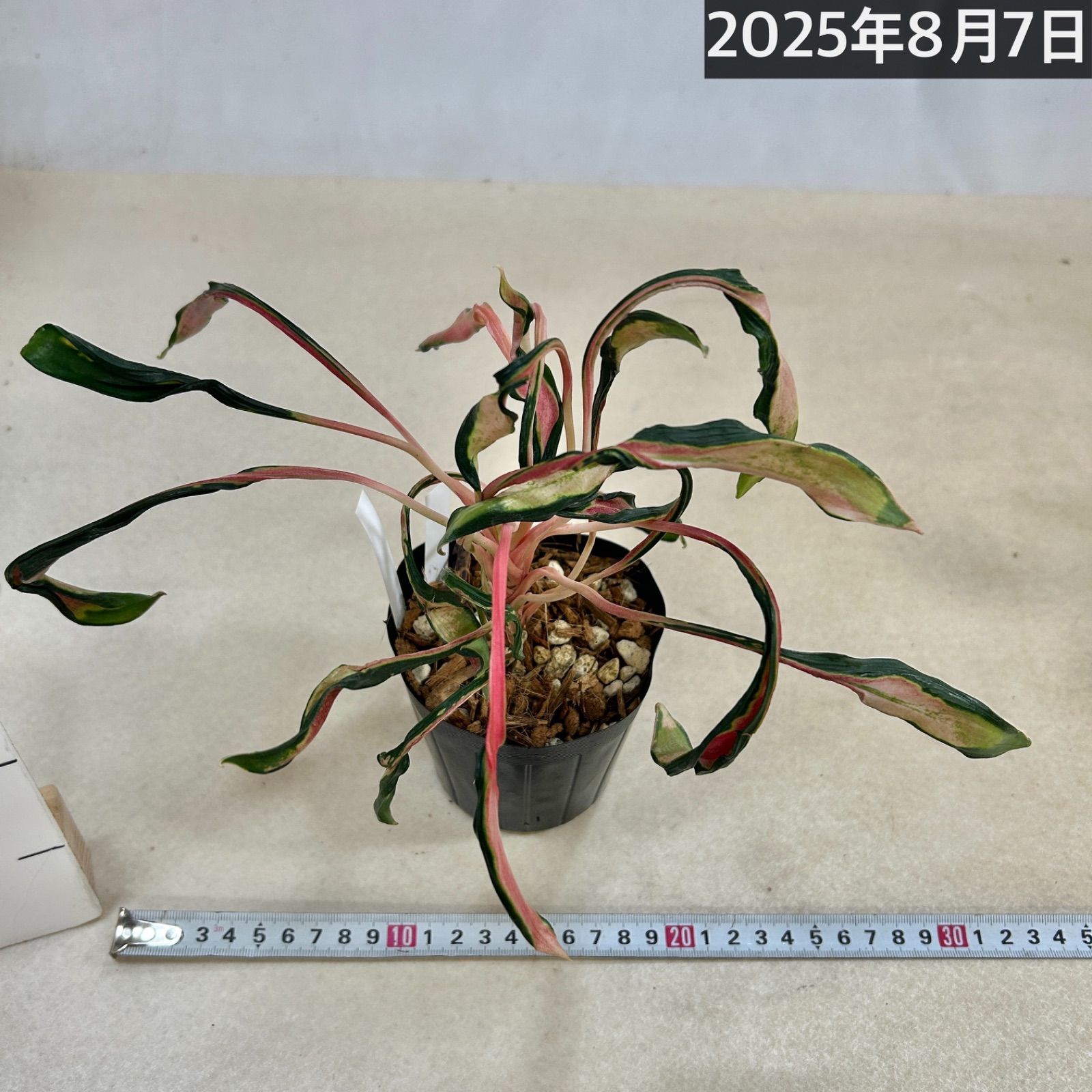 激レア アグラオネマ メデューサ 3.5号ポット 個体A(現品) 希少種