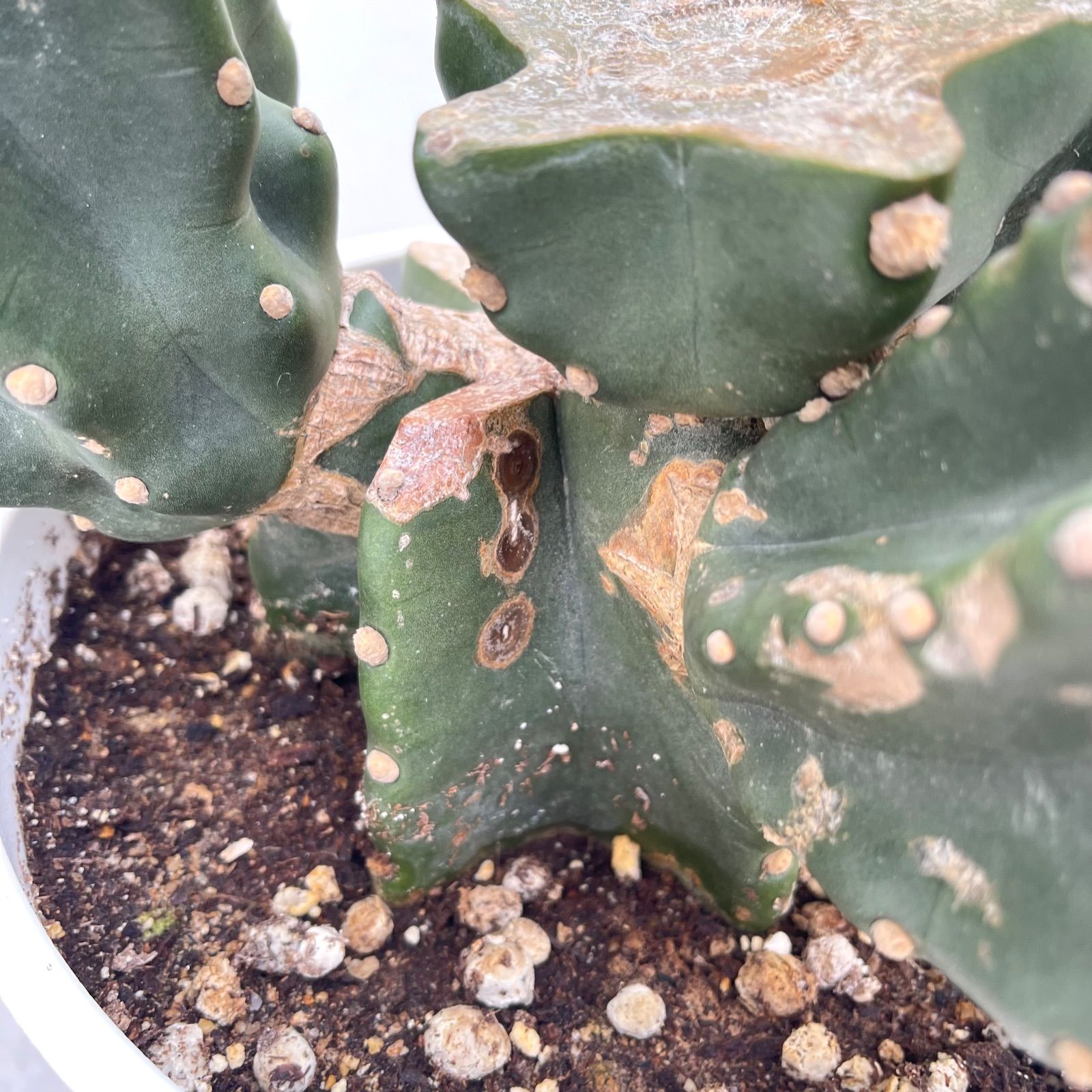 ドライガーデン 大型