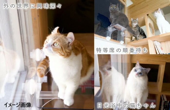 キャットステップ 窓用 PE4022 ペット用品 WWW_GEBZETESISAT_COM_TR