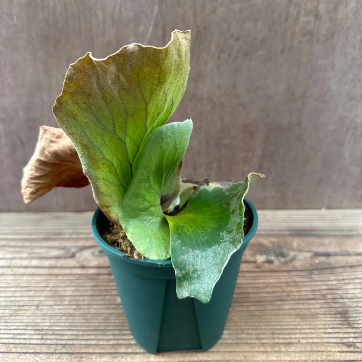 コウモリラン ネプチューン ② Platycerium neptune 現品 ビカクシダ 