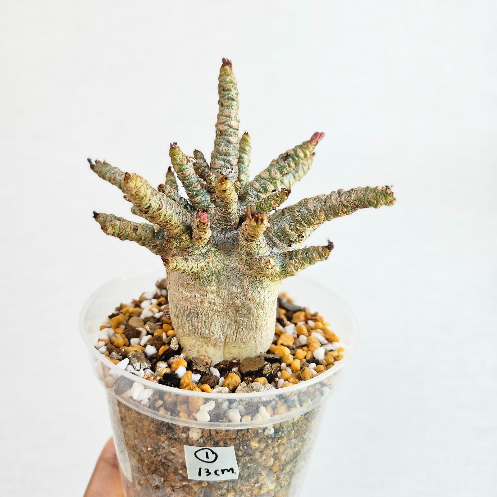 レア種❗️アデニウム 獅子葉 ドーセットホーン コーデックス アラビカム　塊根植物 k33 アデニウム ドーセットホーン 獅子葉 塊根植物 コーデックス