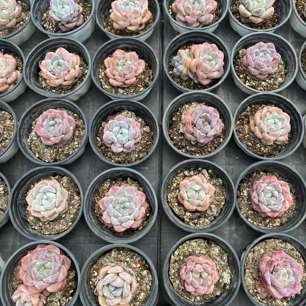 50株の抜き苗セット】いちごがとろとろ 多肉植物 佐川急便発送