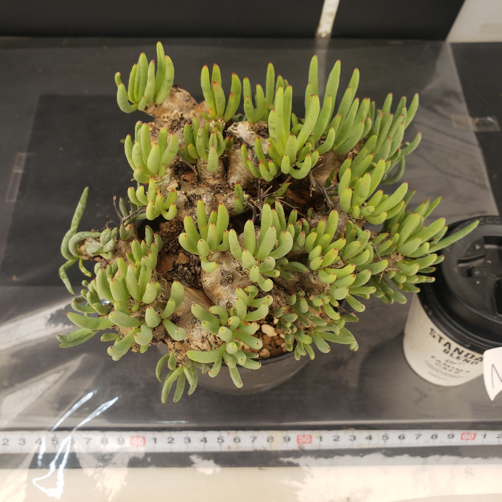N359【自社養生株】チレコドン レティキュラータス 万物想（現地