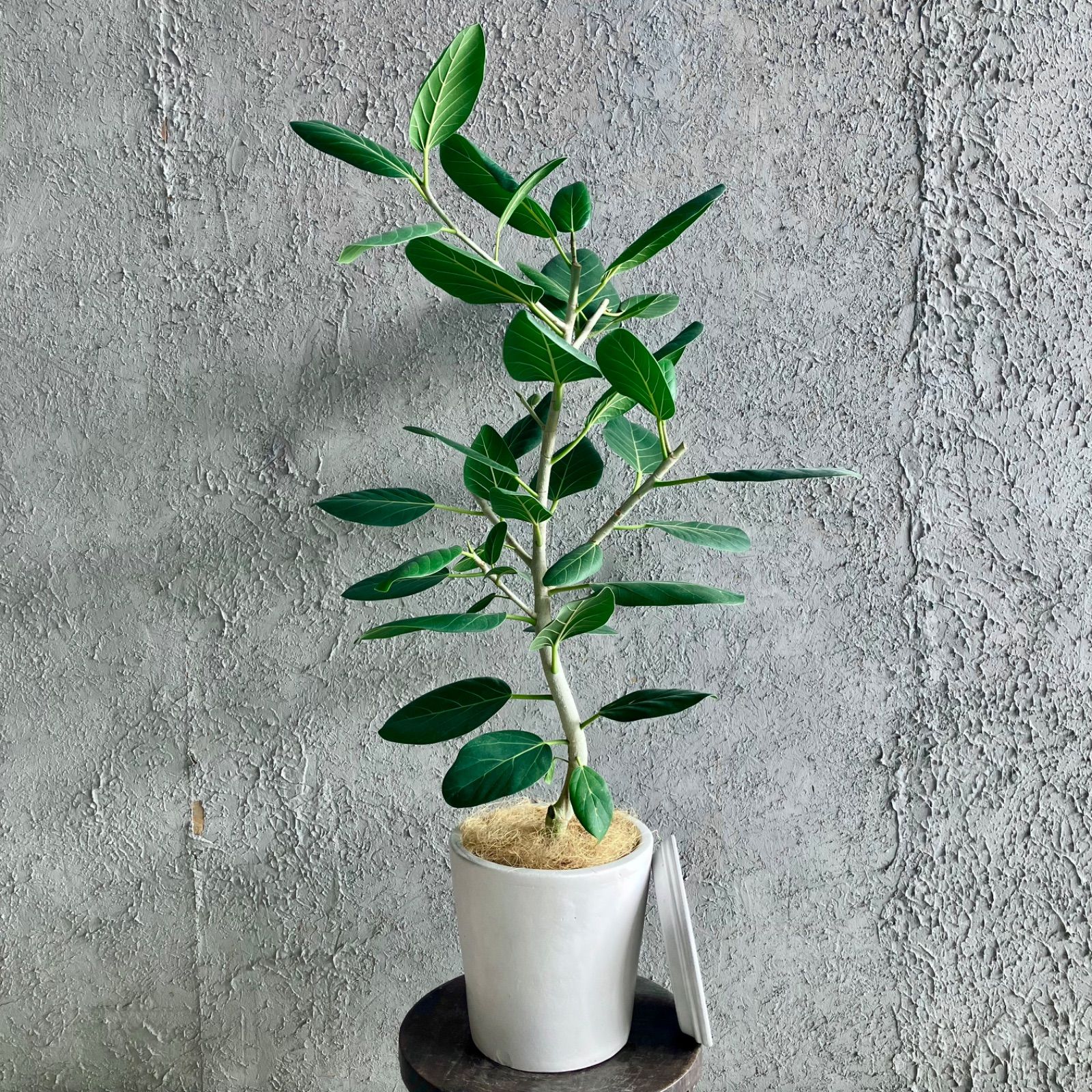 最高級樹形　大型　フィカス　ベンガレンシス　オードリー　9号　陶器鉢　植え込み 最高級樹形 大型 フィカス ベンガレンシス オードリー 9号 陶器鉢 植え込み