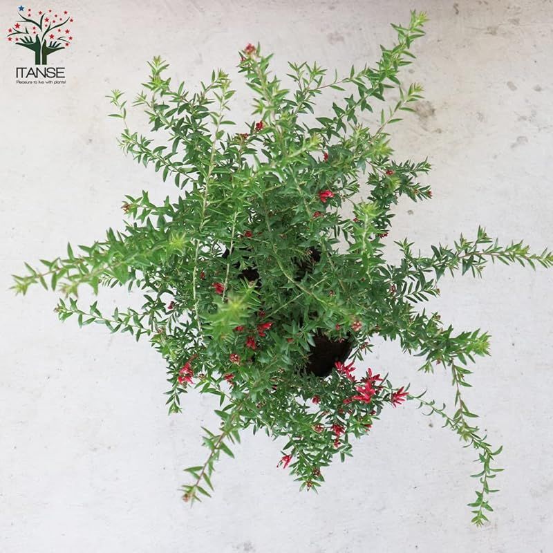 学名 Grevillea