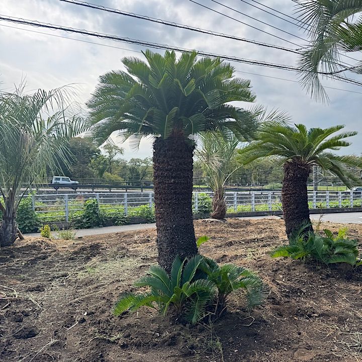 幹太】 ソテツ 2m - メルカリ
