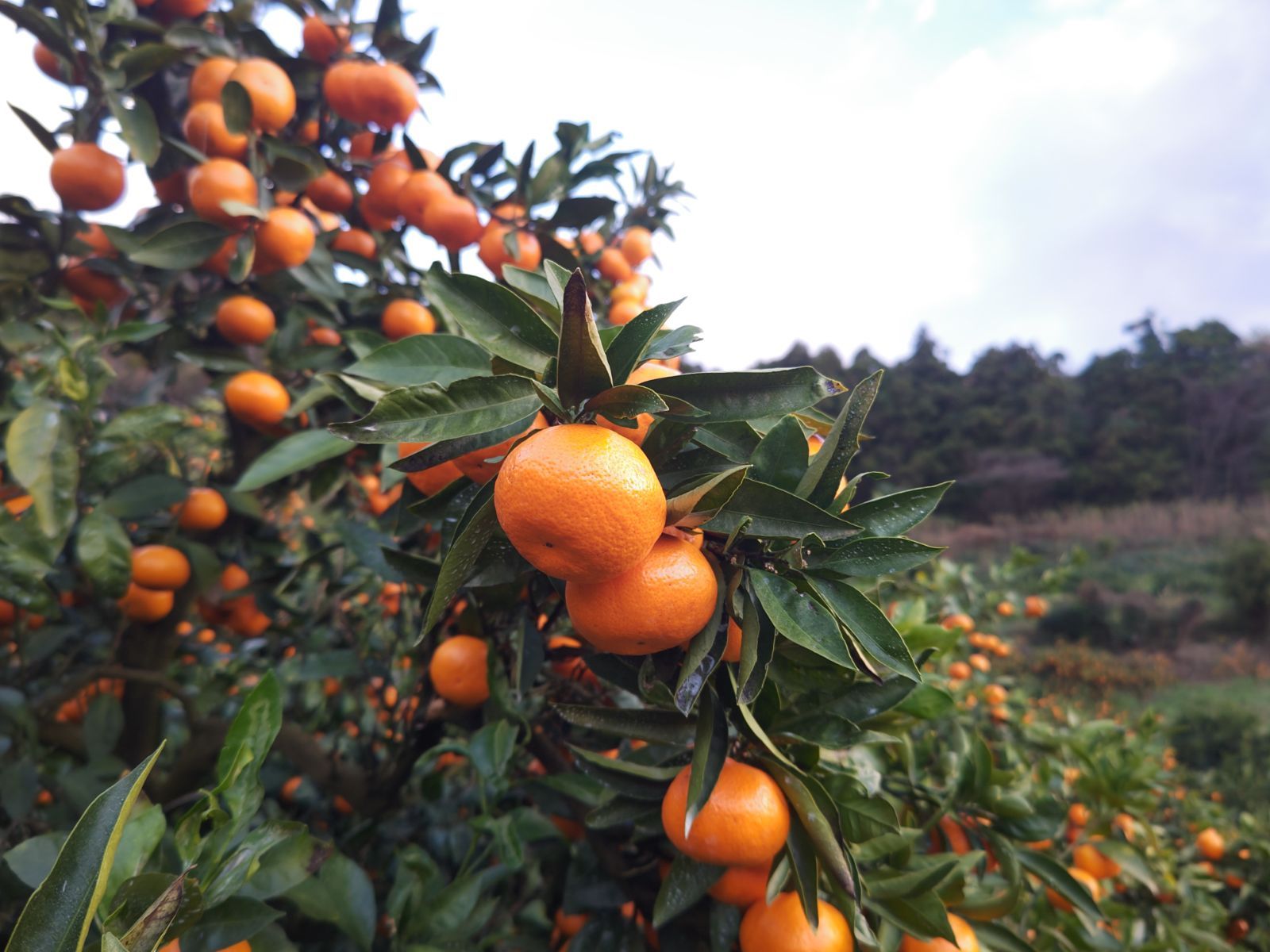 500ｍｌ×１２本 北海道