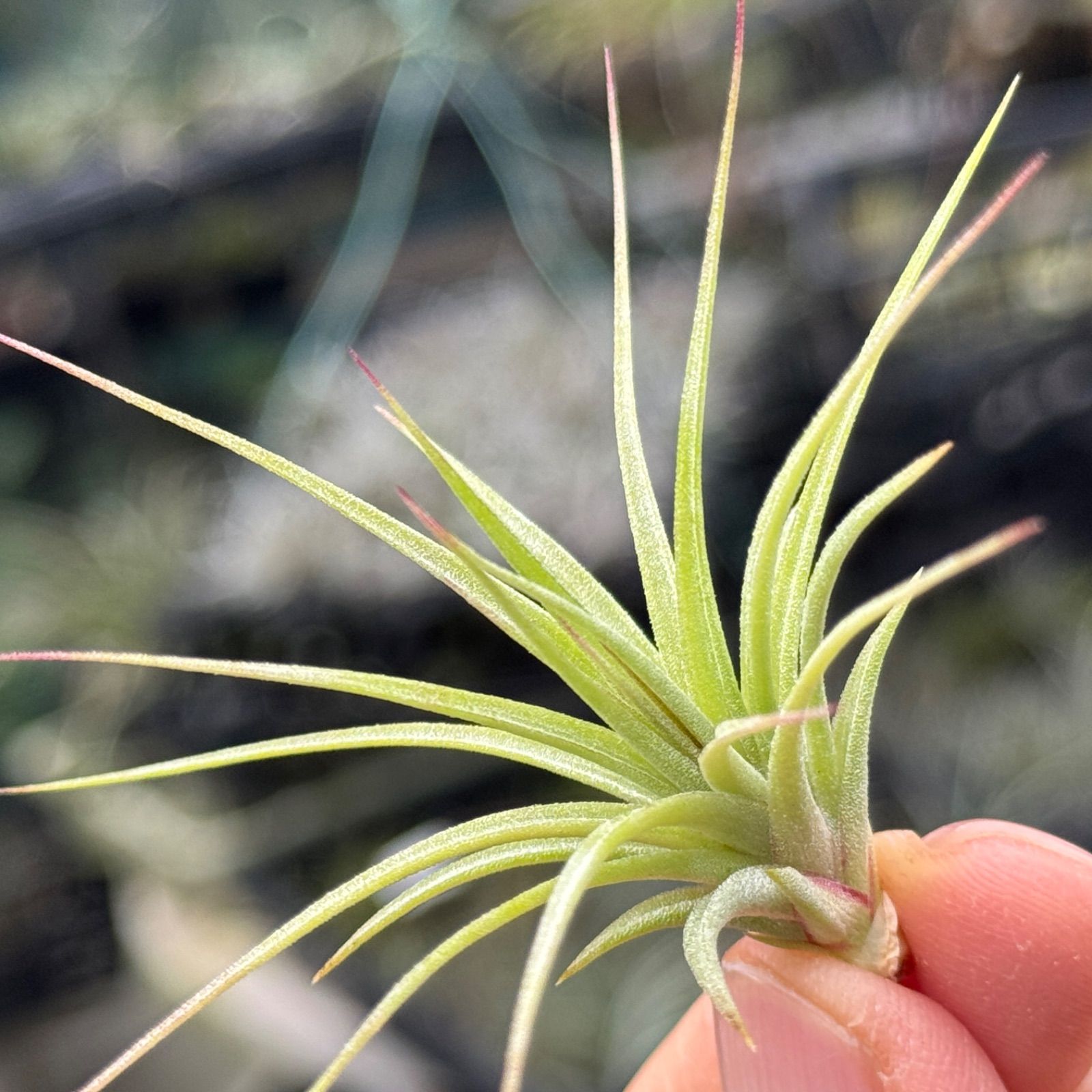 チランジア イオナンタ ファットボーイ Tillandsia ionantha Fat
