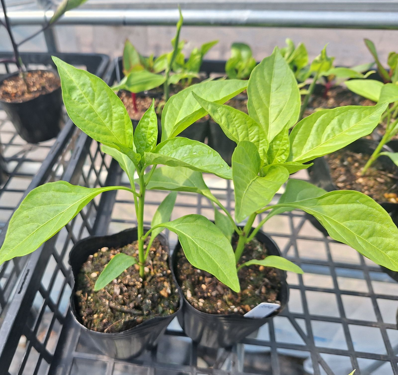 ブラックのジョー