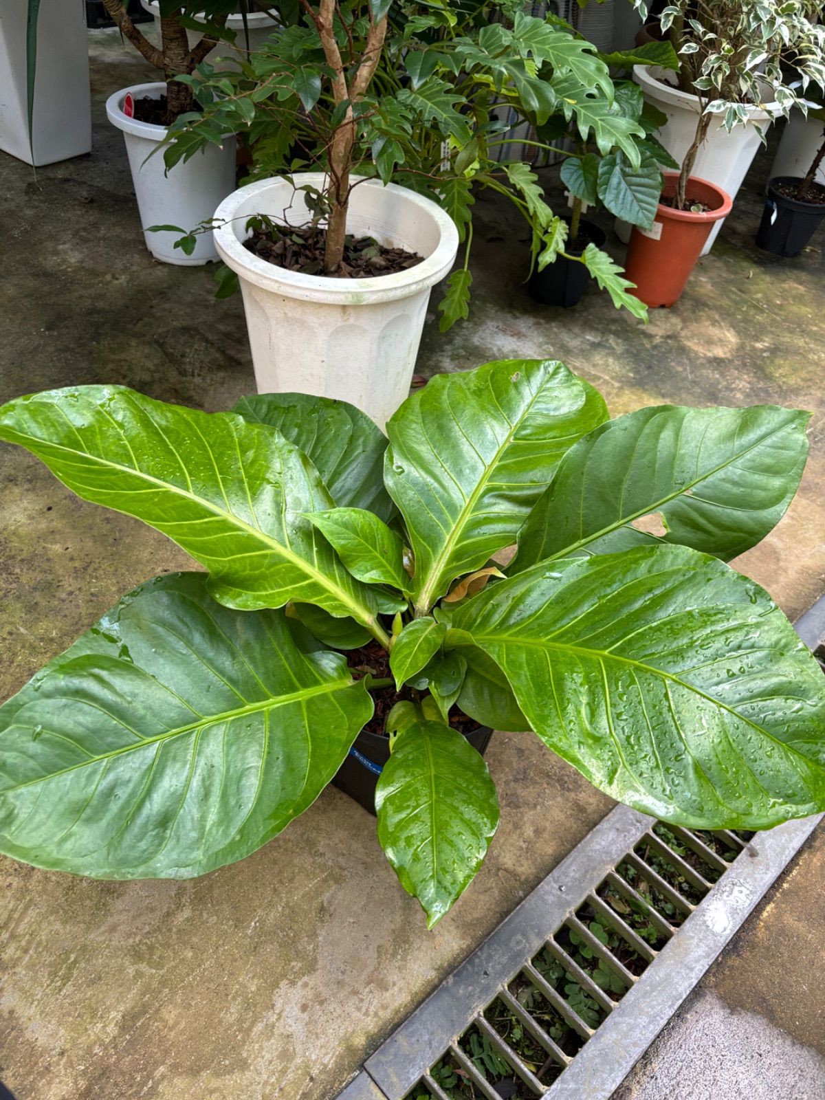 アンスリウム マルバ 7号 ジャングルブッシュ 原種系 観葉植物