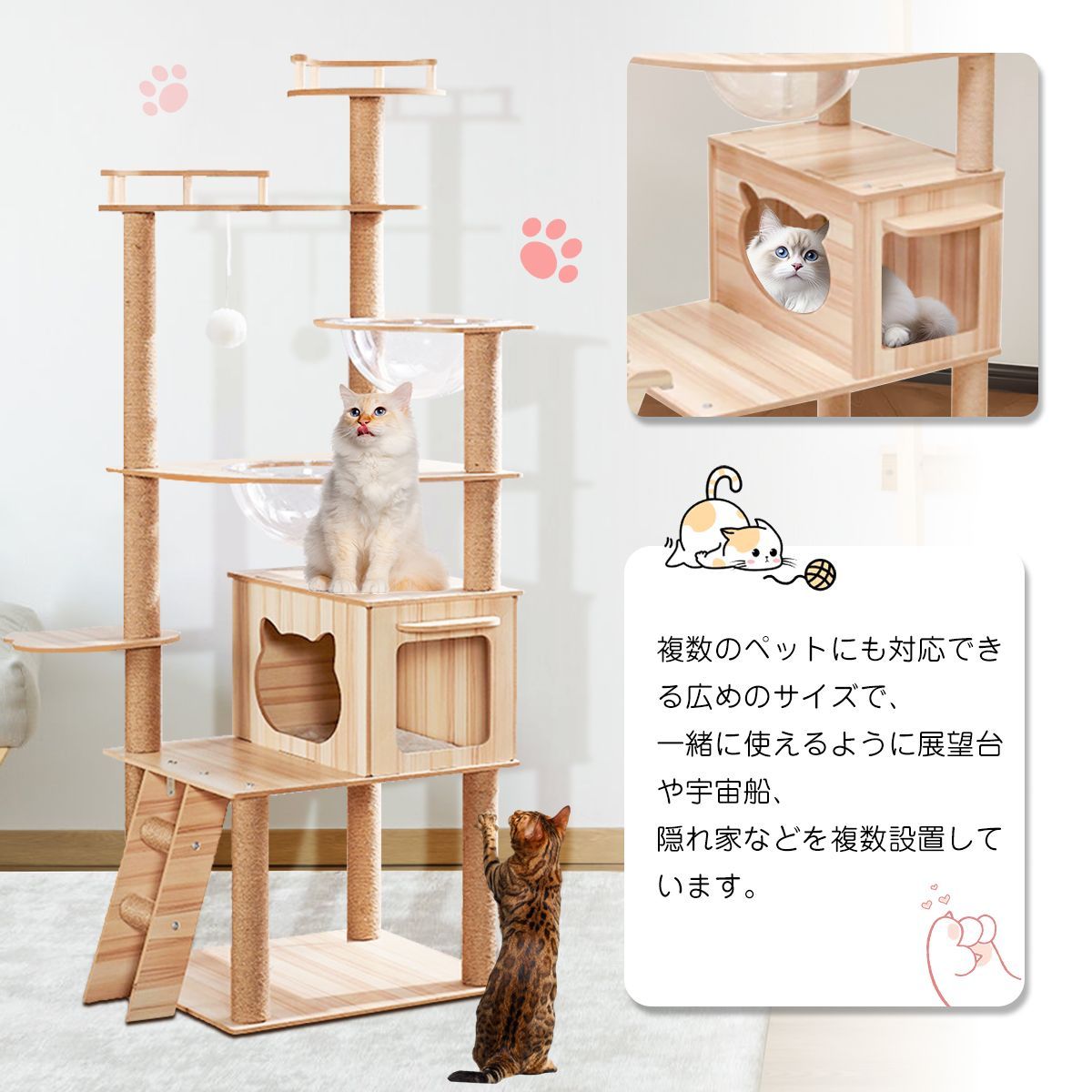 短足猫