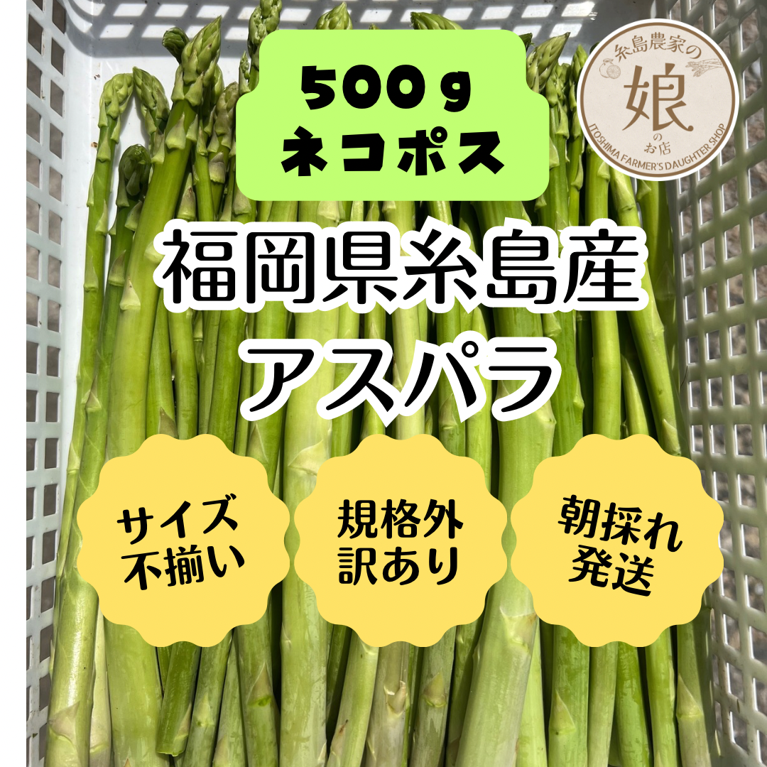 ★ネコポス　福岡県糸島産アスパラガス規格外・訳あり品500g