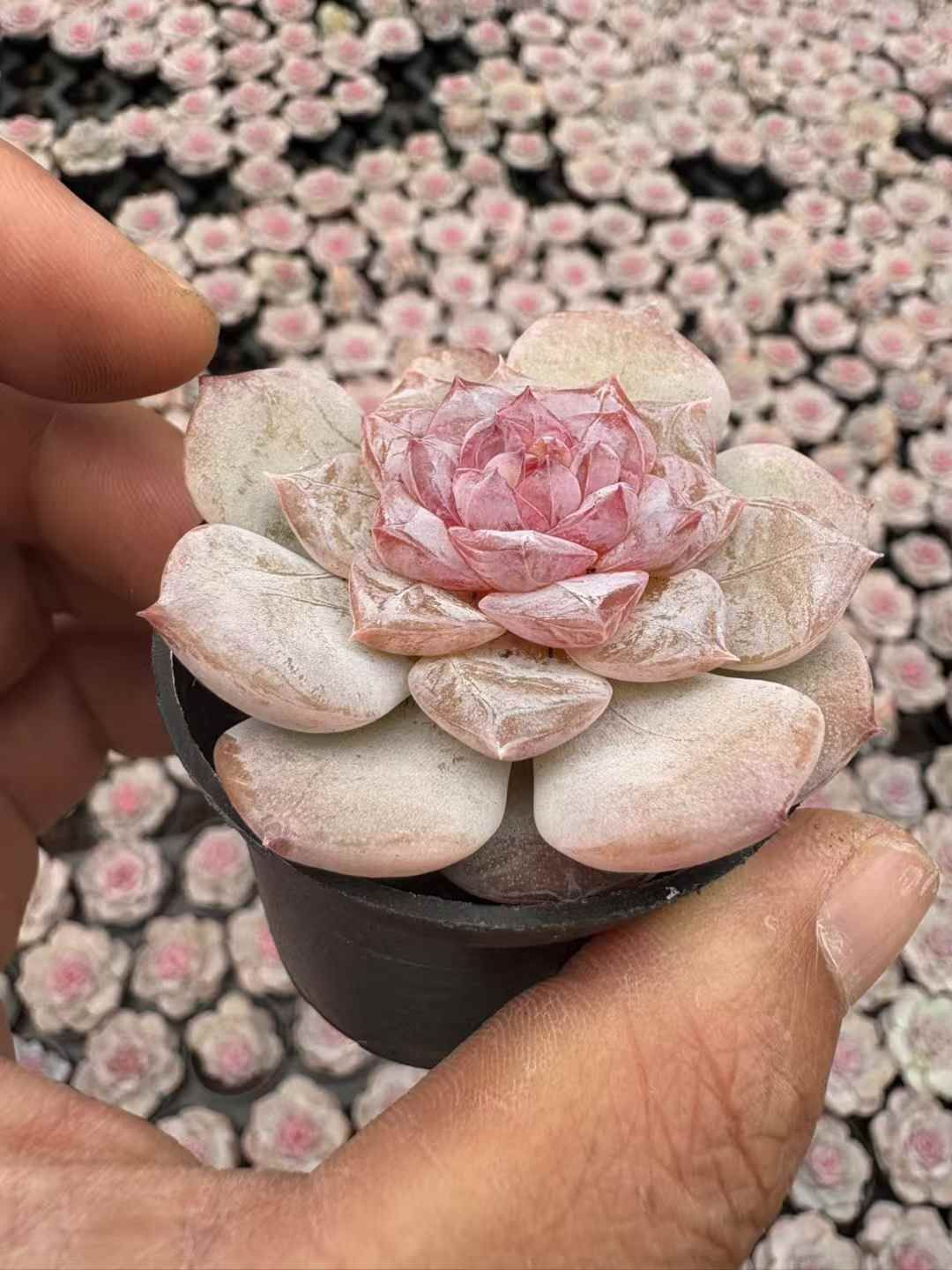 50株の抜き苗セット ピンクフラワー 多肉植物 佐川急便発送 エケベリア 韓国苗 XJB644