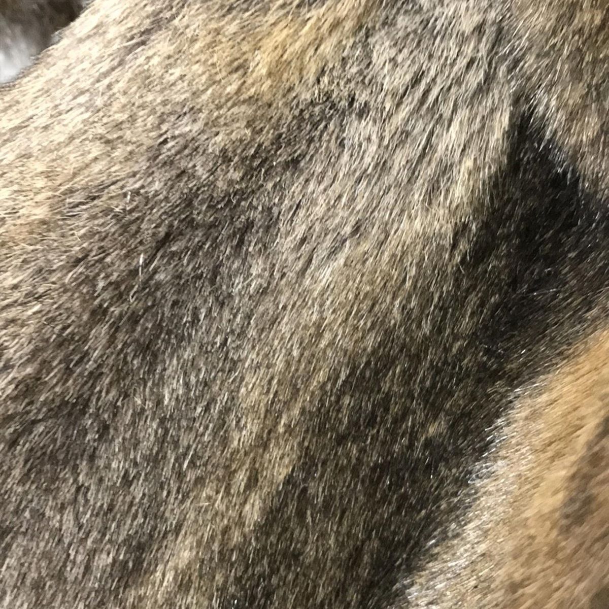 EMPORIOARMANI(エンポリオアルマーニ) コート サイズ40 M レディース美  