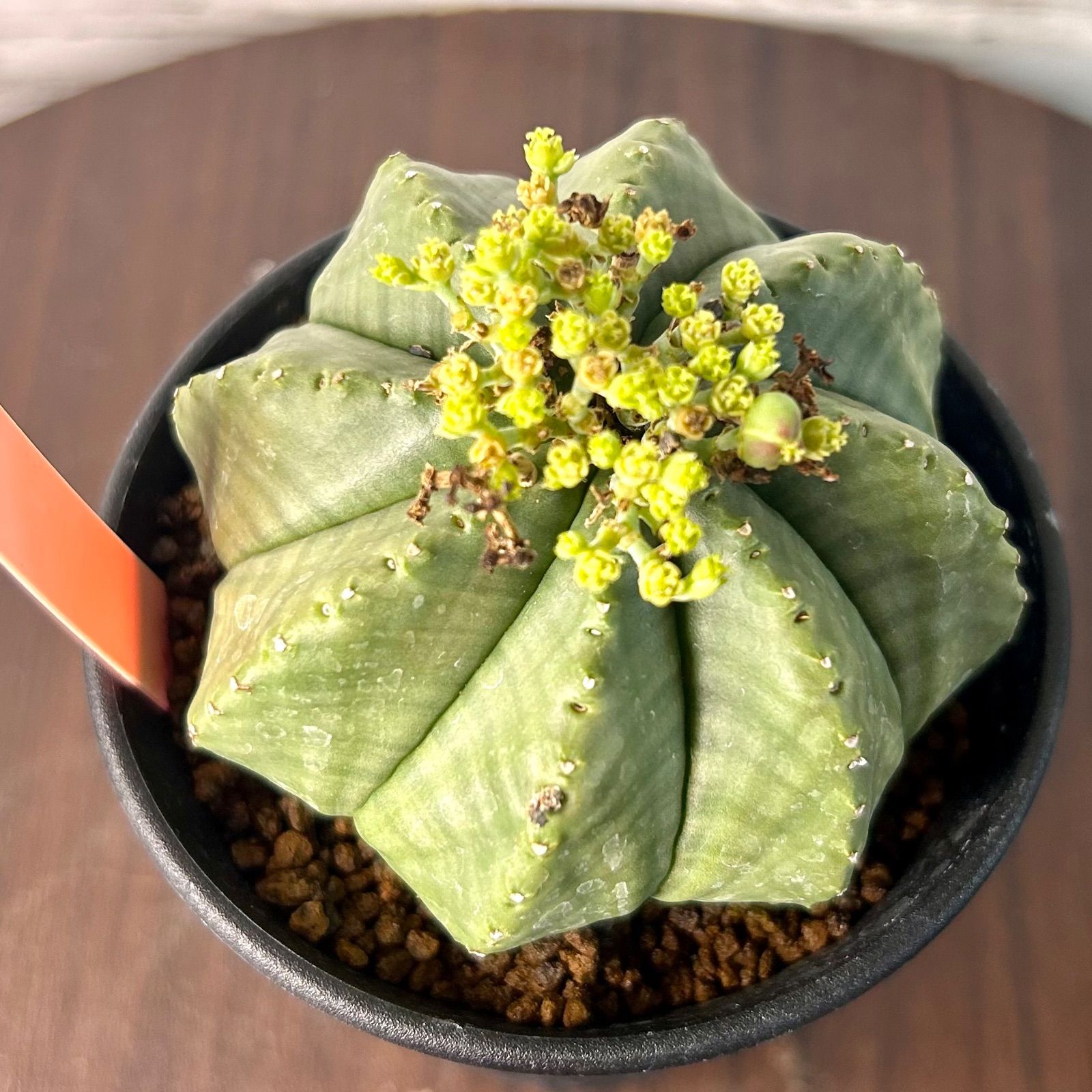 ユーフォルビア メロフォルミス 雄雌ペア 貴青玉 サボテン M16802