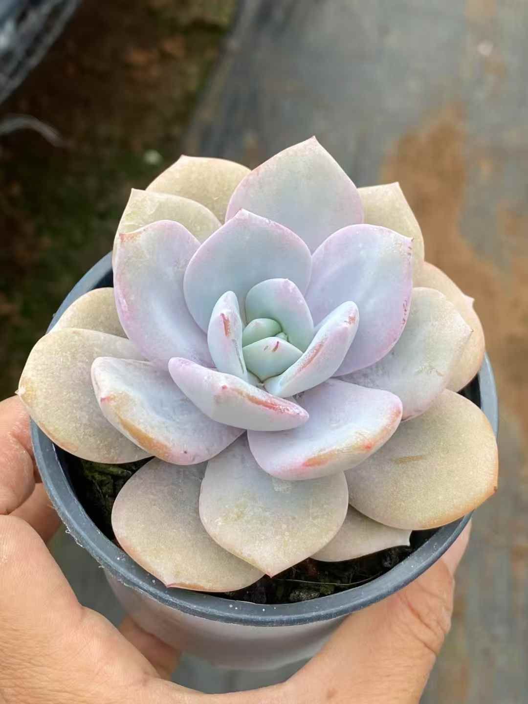 アエオニウム エケベリア