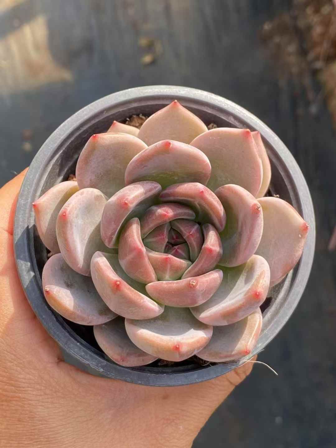 多肉植物 アエオニウム