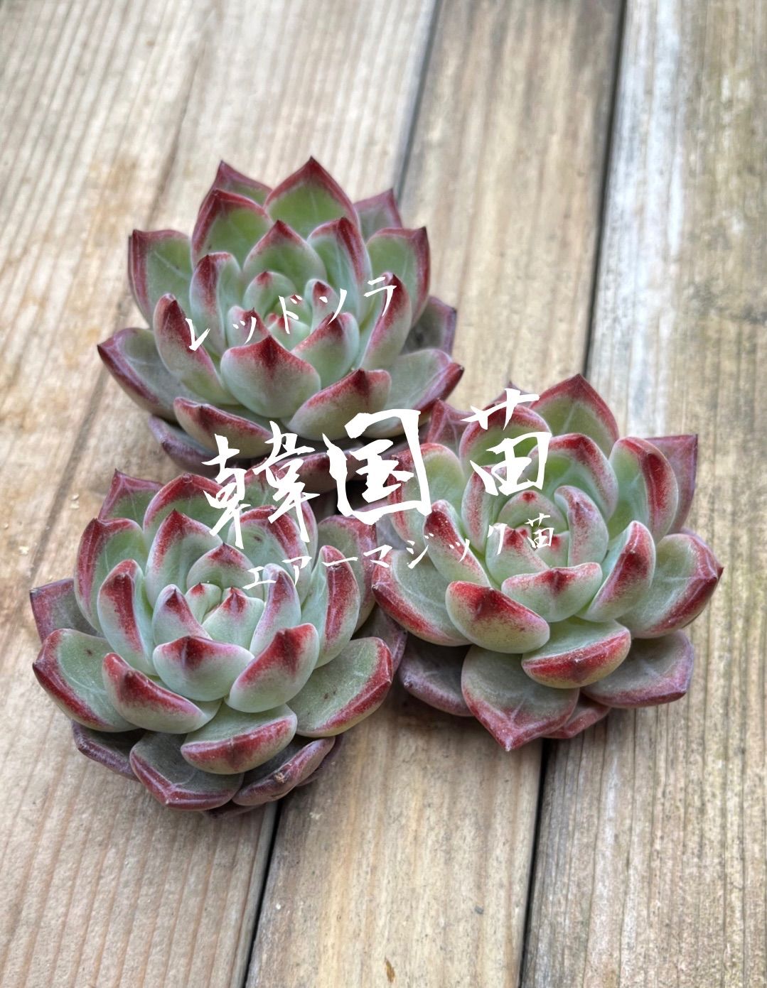 多肉植物　韓国苗　マジック 楽天市場】マジックファイアー エケベリア 韓国苗 Echeveria