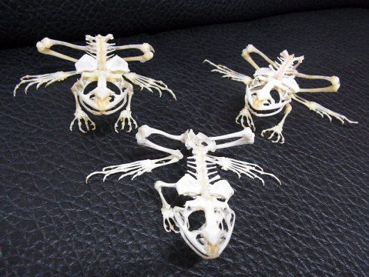 ヌマガエル（Cricket Frog）の骨格標本 ☆即納☆ ヌマガエル（Cricket Frog）の骨格標本 - 頭骨・骨格